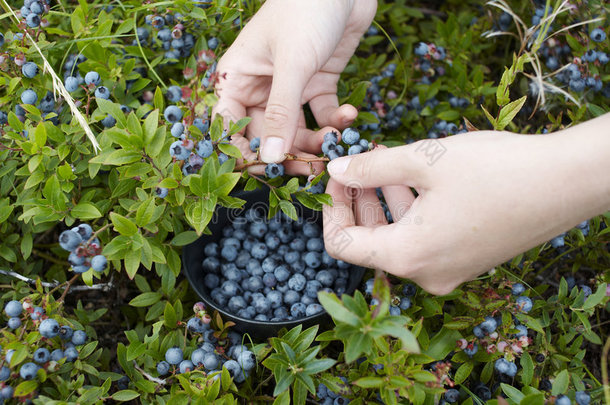 采摘蓝莓