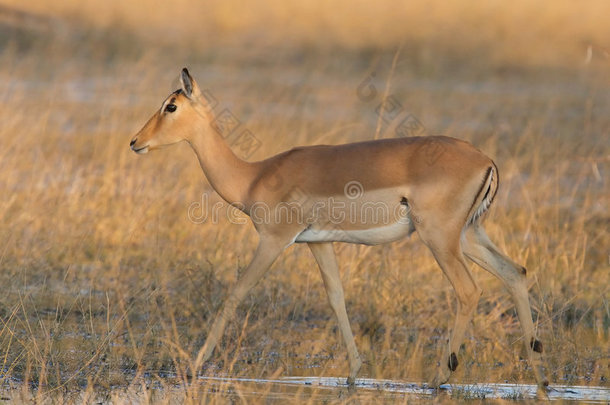 日落时分的非洲黑斑羚