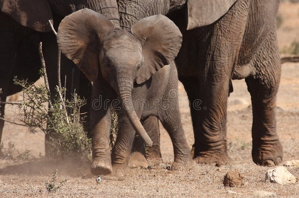 大象小牛攻击摇尾巴。