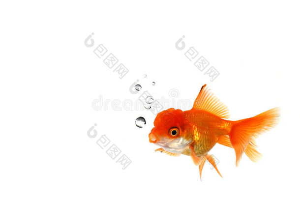 水中奇特的橙色金鱼