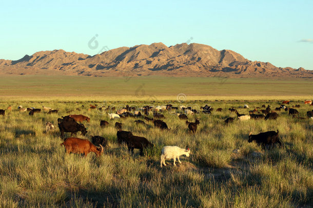 蒙古草原的山羊群