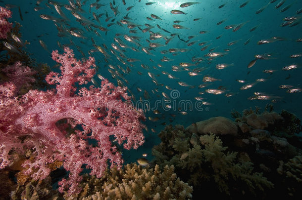 珊瑚和鱼