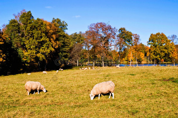 奥特曼风景区的羊