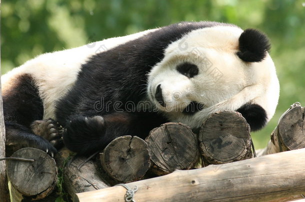 沉睡的大熊猫