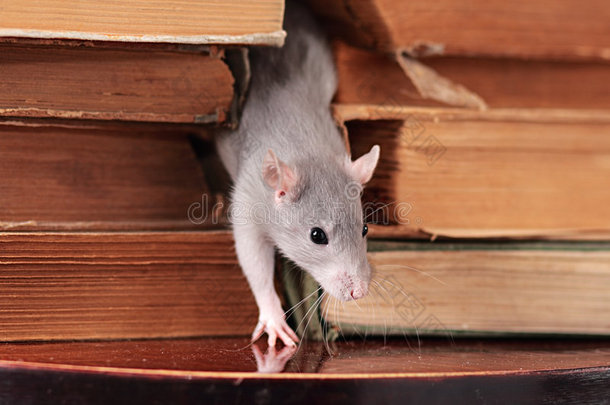 图书馆里的老鼠