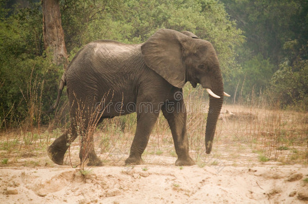 赞比亚大象非洲