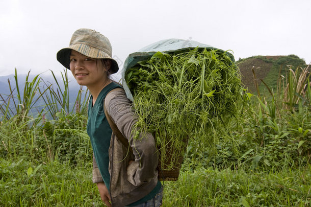 苗族向老挝山谷运送蔬菜