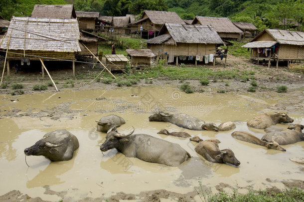 老挝苗族村前的水牛