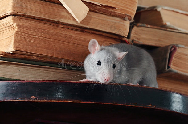 图书馆里的老鼠
