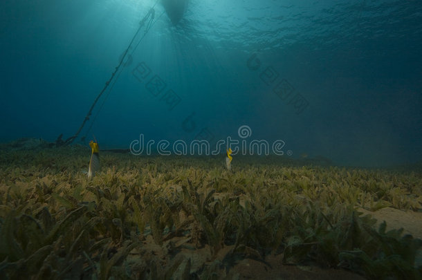 海草和鱼