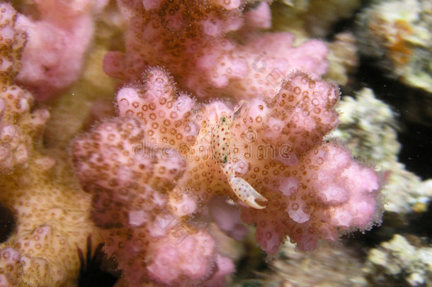 红莓珊瑚里的<strong>小螃蟹</strong>