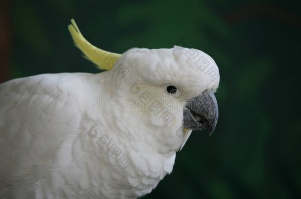 黄绿色鸟冠的白鹦鹉