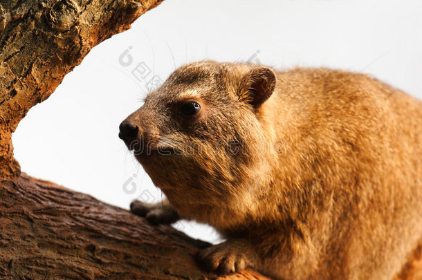 古老的岩石鬣狗