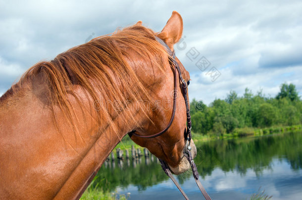 水中的马