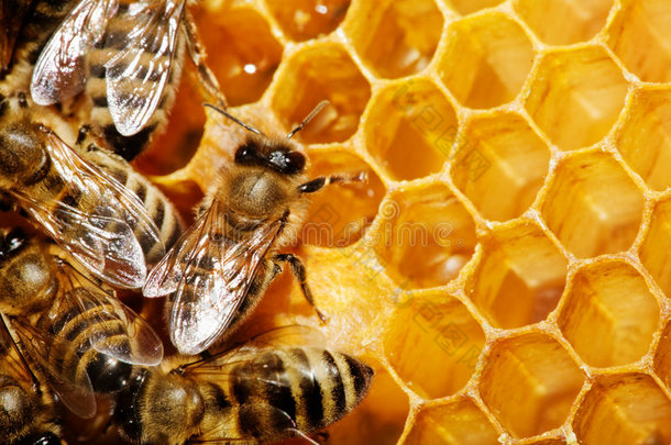 蜂巢上的蜜蜂