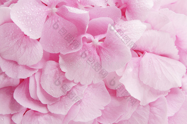 粉红绣球花