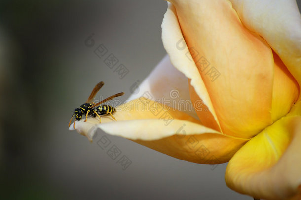 蜜蜂在花上