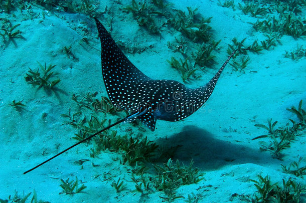 斑点鹰鳐（aetobatus narinari）