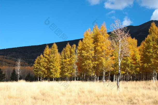亚利桑那州秋季彩色旗杆