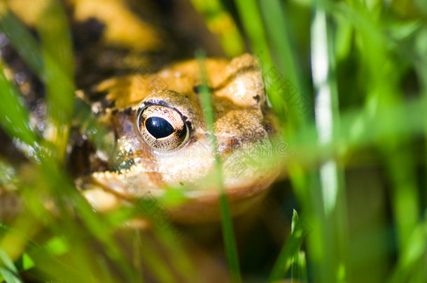 草丛中常见的青蛙