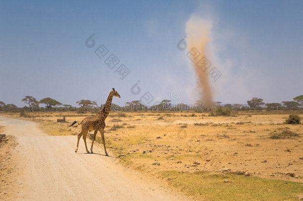 肯尼亚安博塞利的长颈鹿和<strong>沙尘</strong>暴