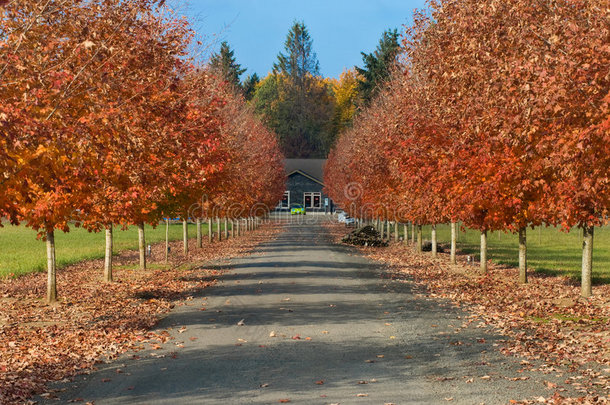 车道两旁有秋色的树叶
