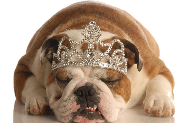 戴皇冠或皇冠的狗