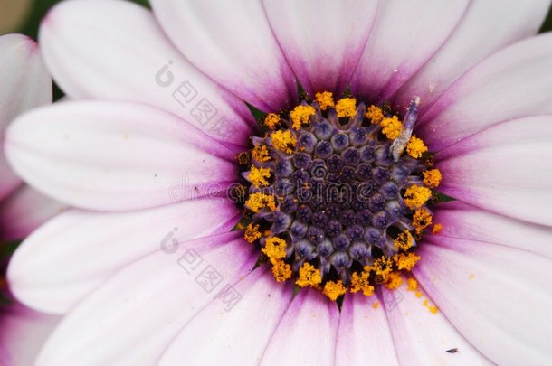淡粉色桂花