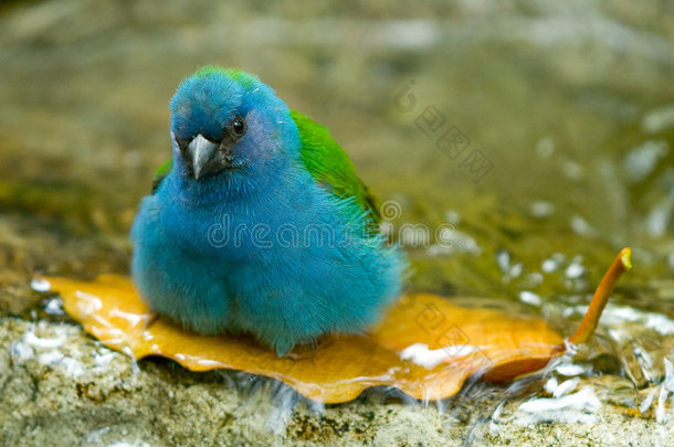 蓝鸟洗澡