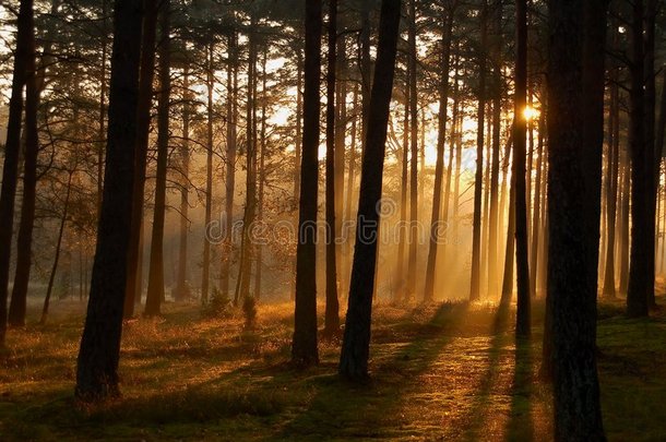 清晨树林里的阳光
