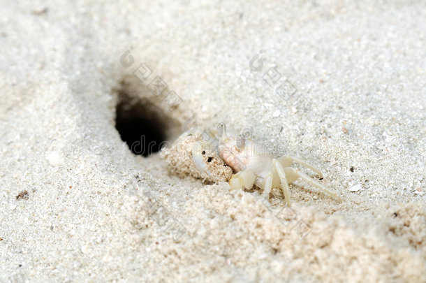 银砂上的白蟹