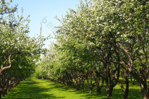 <strong>百花齐放</strong>的苹果园大道