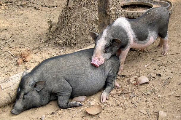 老挝乡村猪