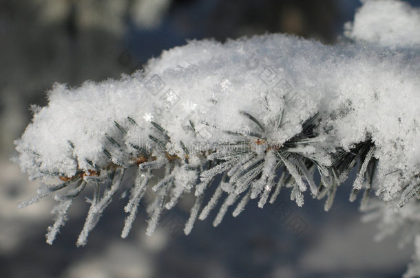 树枝上的雪