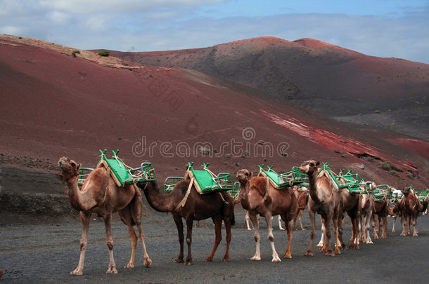 骆驼队，兰萨罗特
