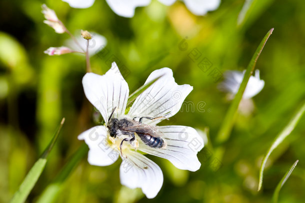 穴居蜜蜂，安德烈那属，在草地泡沫上，林姆纳