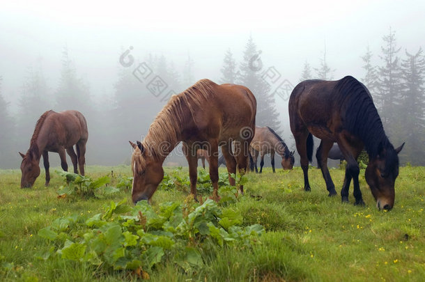 马在雾中吃草