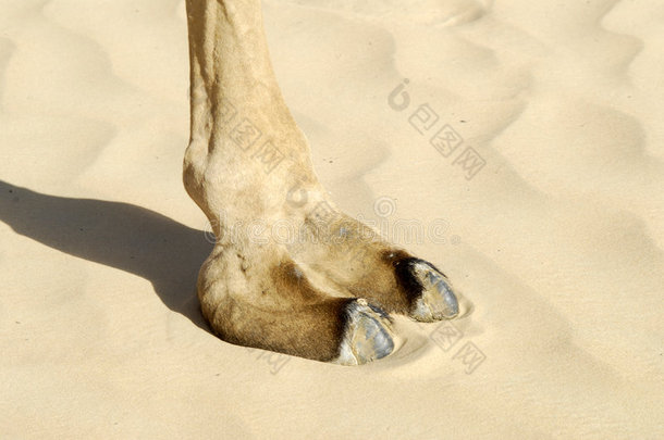 骆驼足迹