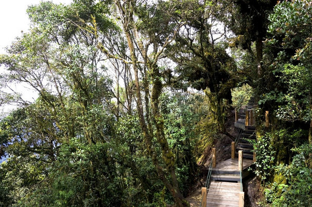 穿过世界上最古老的苔藓森林的人行道