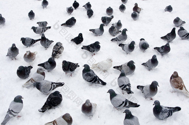 雪中的鸽子