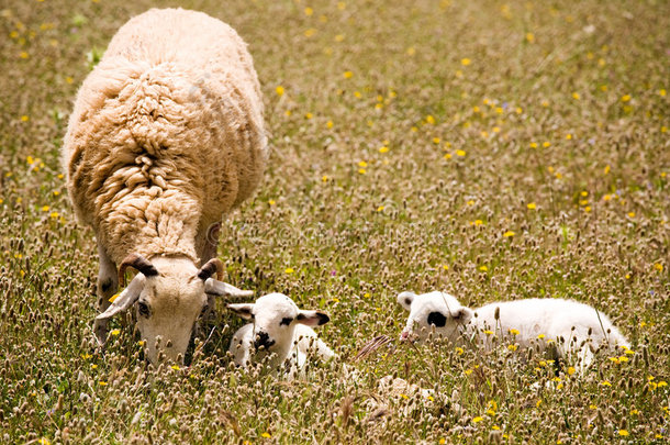 草地上有两只可爱的小羊羔的绵羊