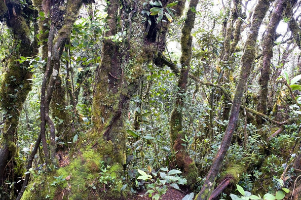 世界上最古老的苔藓森林