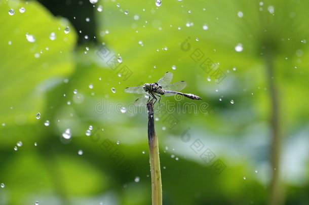 雨中的蜻蜓