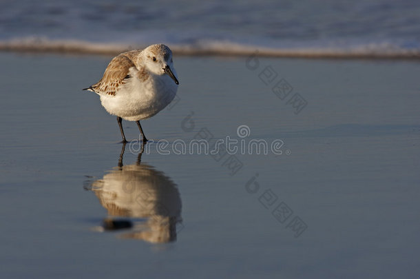 sanderling（calidris alba）站在海浪中