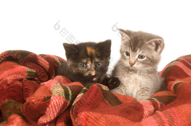 两只小猫躺在红毯子上