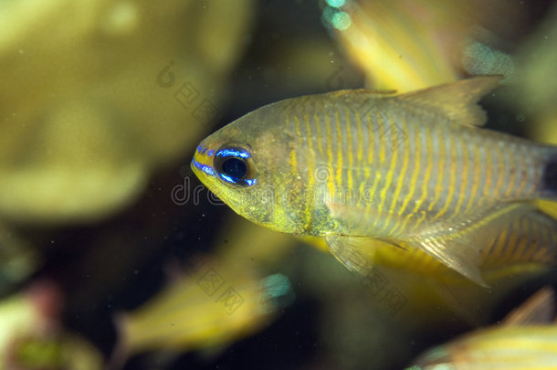 橙纹红鱼（archamia fucata）