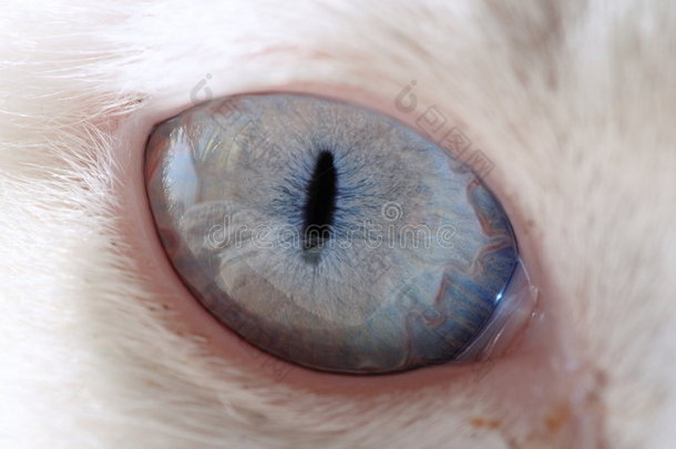 猫眼，非常细致