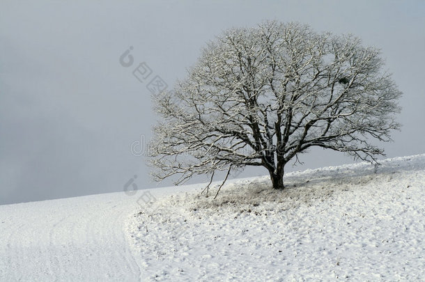 山坡上白雪覆盖的树
