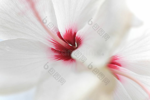 特写白色芙蓉玫瑰芙蓉