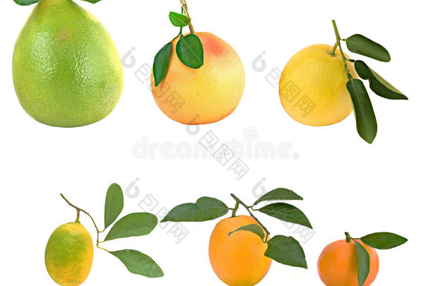 帕梅洛，橘子，葡萄柚和